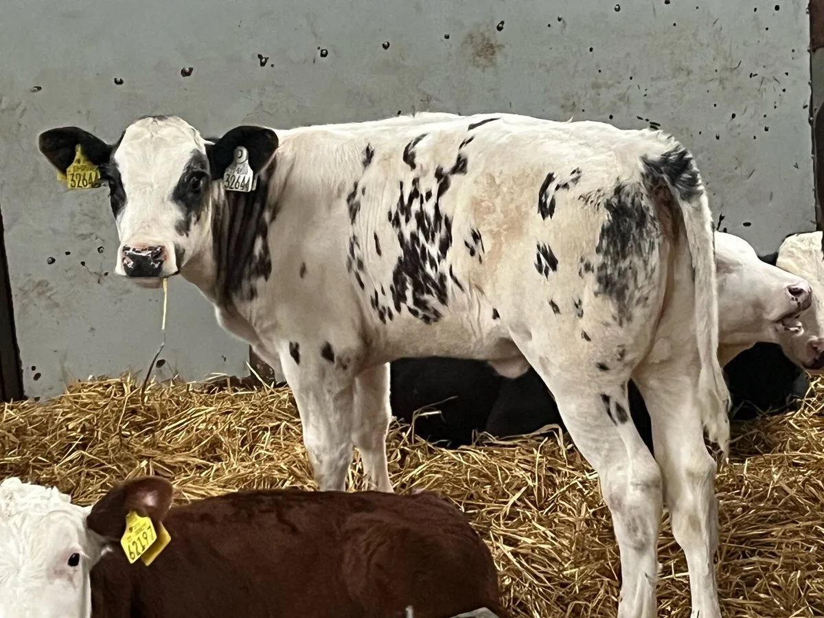 Real Super BB Heifer Runners - Image 3