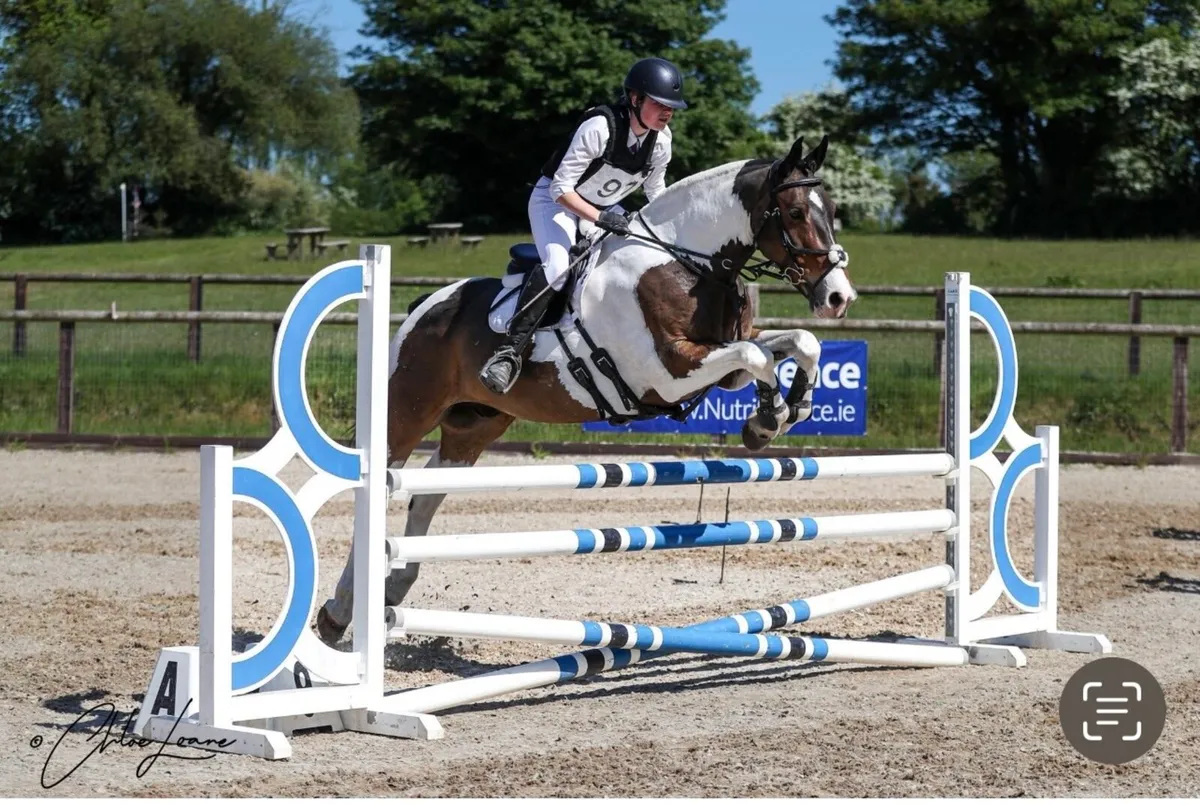 16hh  gelding 9 years old - Image 1