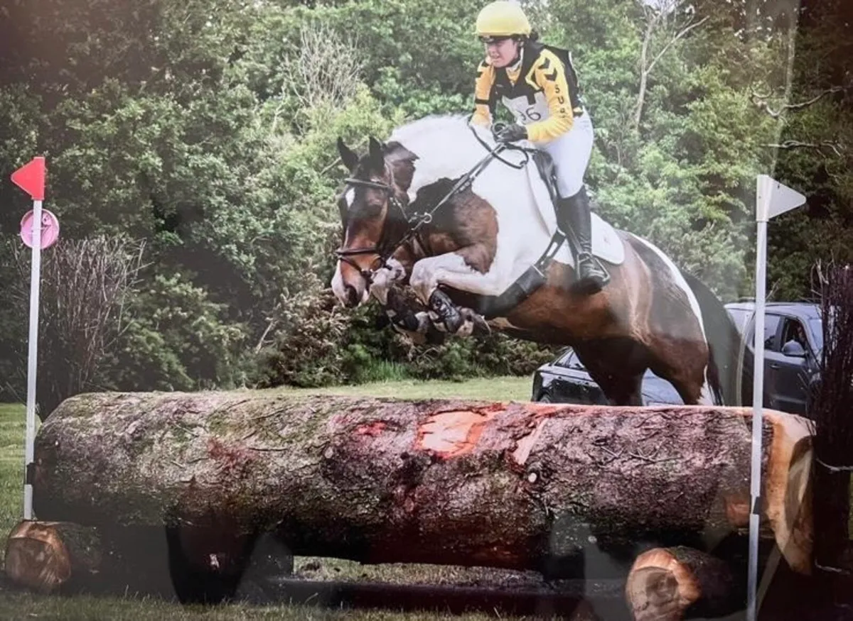 16hh  gelding 9 years old - Image 2
