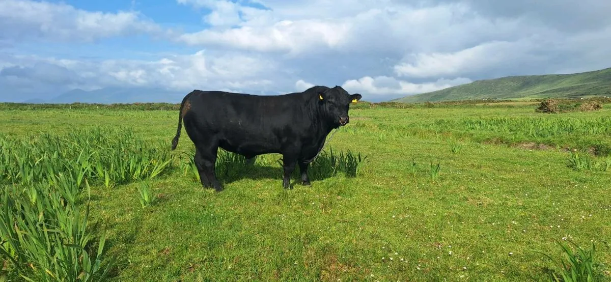 Pedigree Aberdeen Angus Bull 5 star - Image 1