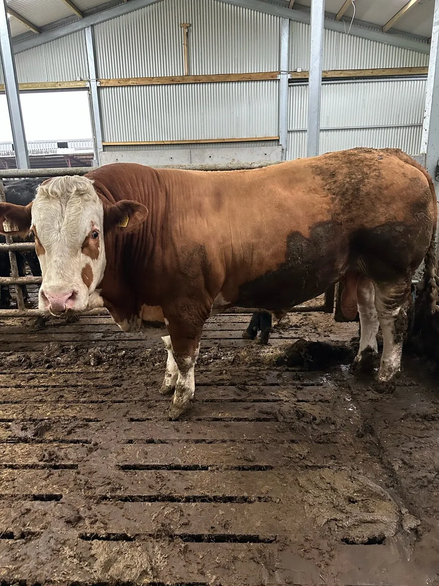 Factory fit bull 950kg Balla Mart Sat 14 - Image 1