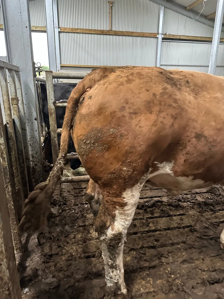 Factory fit bull 950kg Balla Mart Sat 14 - Image 2