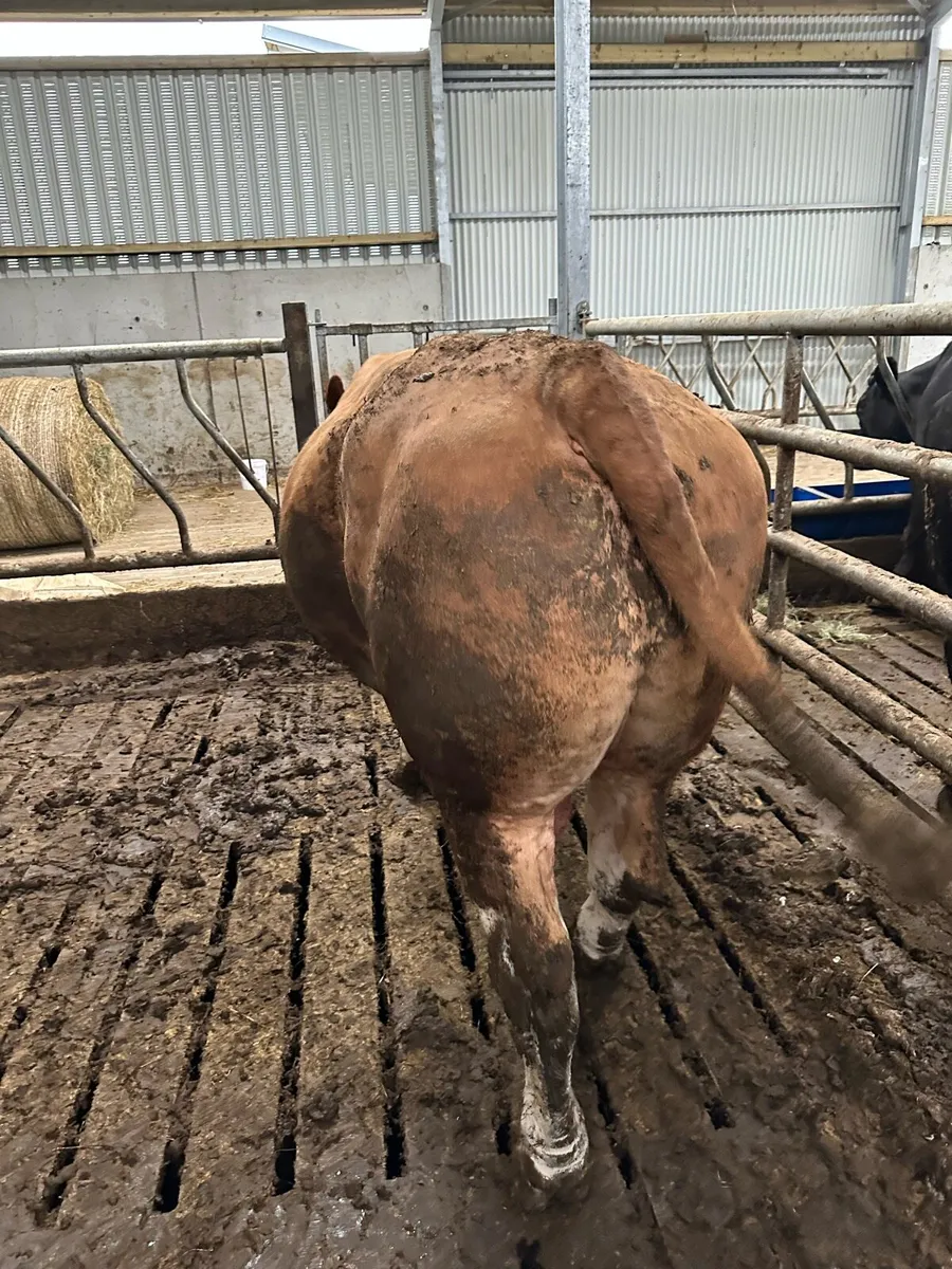Factory fit bull 950kg Balla Mart Sat 14 - Image 3