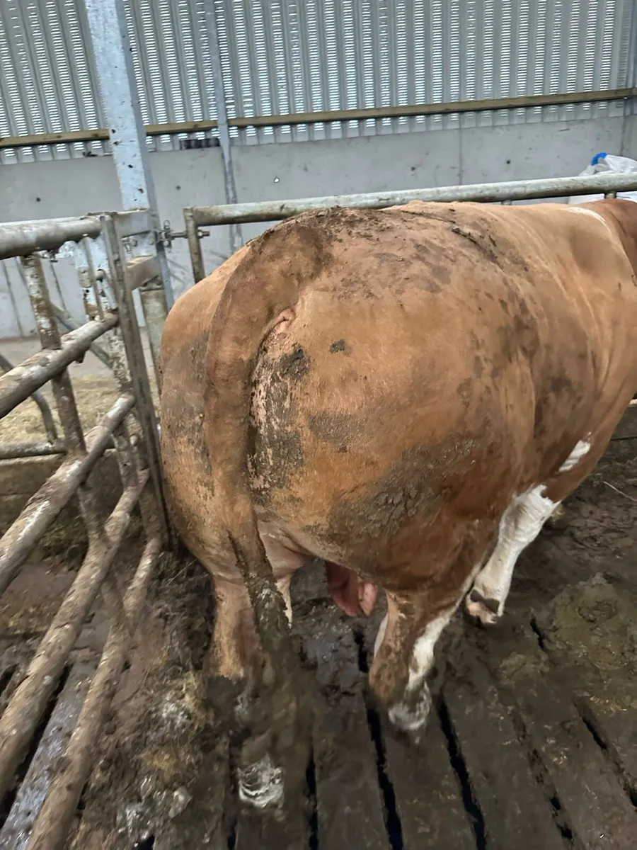 Factory fit bull 950kg Balla Mart Sat 14 - Image 4