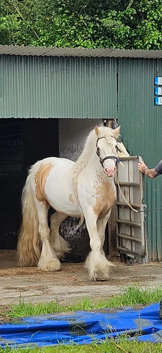 Stallions for stud - Image 1