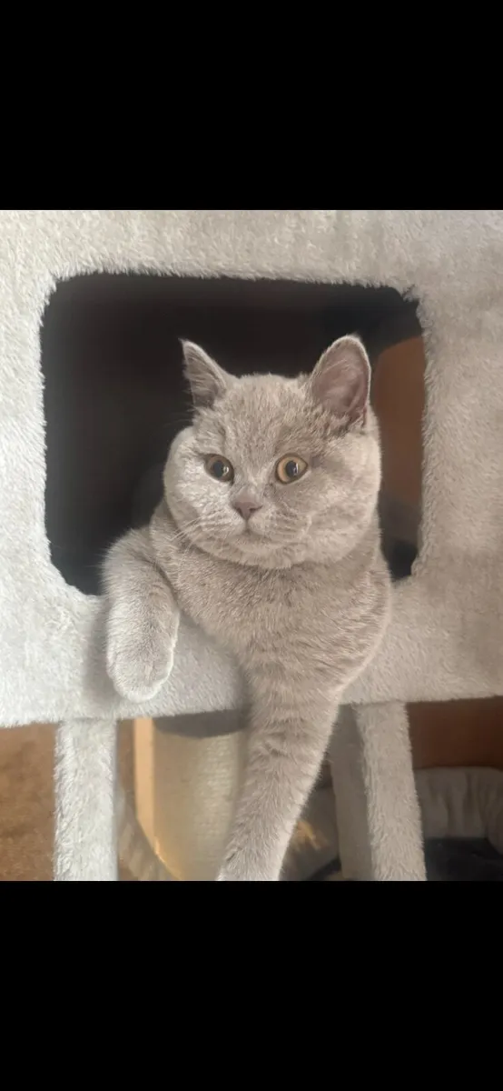 British shorthair - Image 1