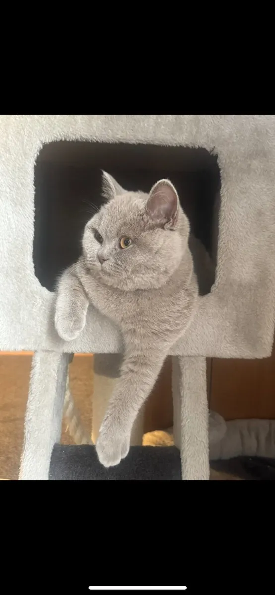 British shorthair - Image 2