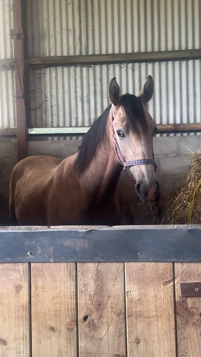 Exceptionally well bred GORGEOUS yearling ! - Image 1