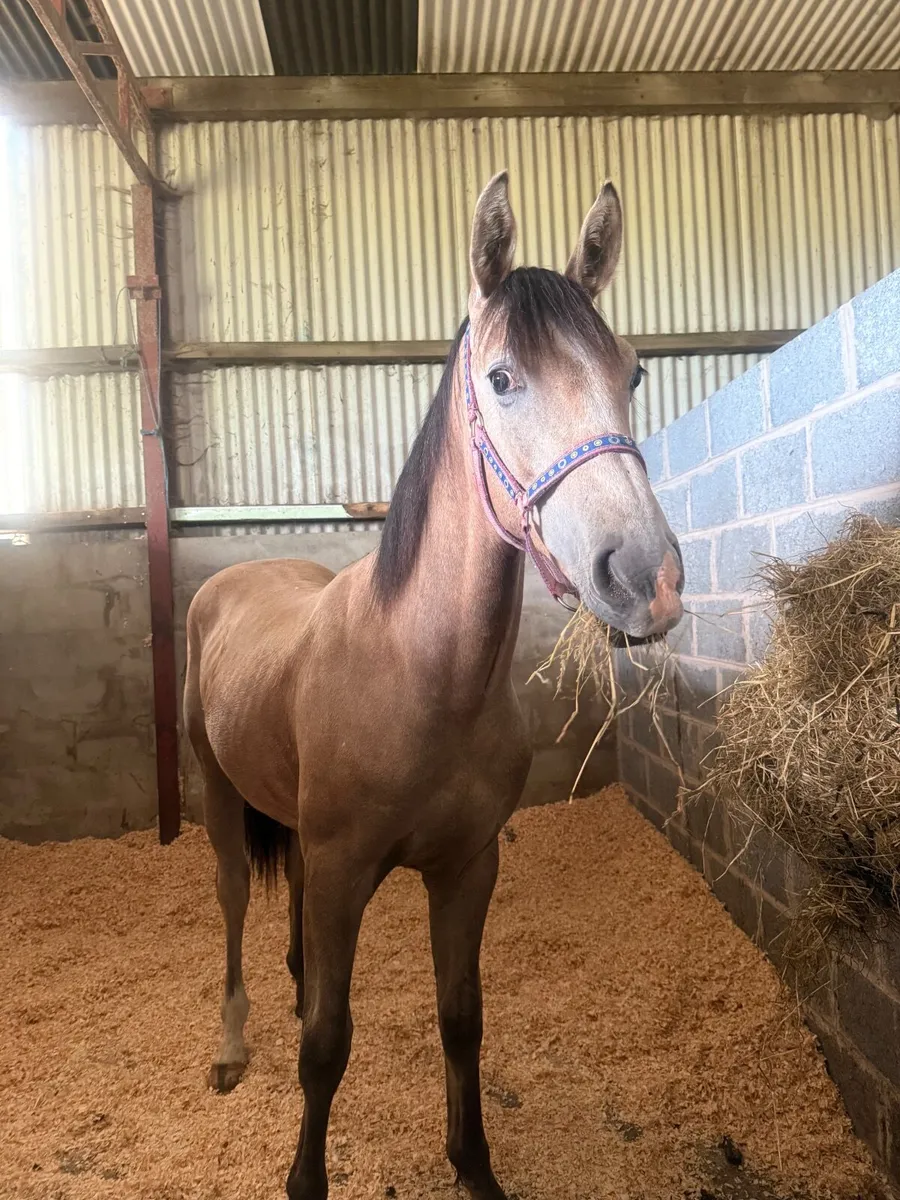Exceptionally well bred GORGEOUS yearling ! - Image 3