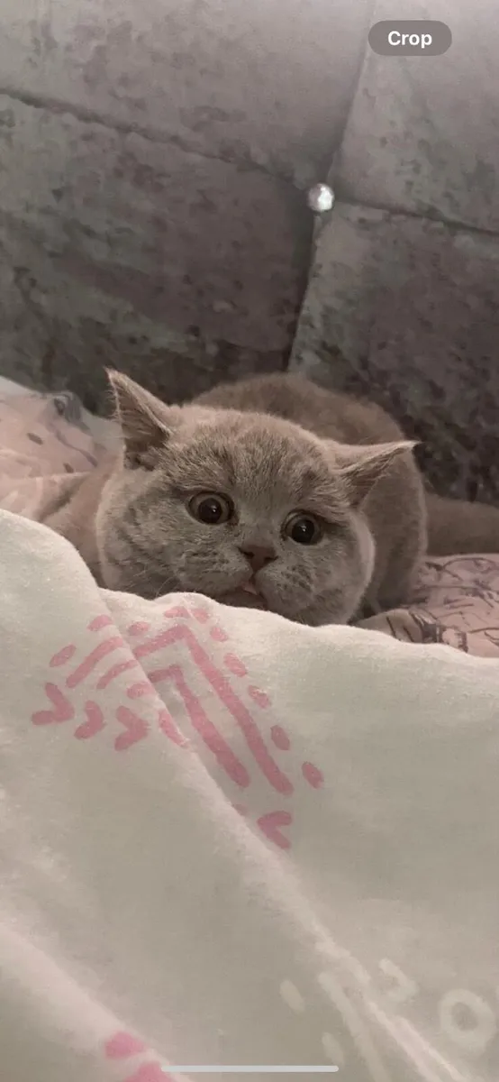 British shorthair - Image 3