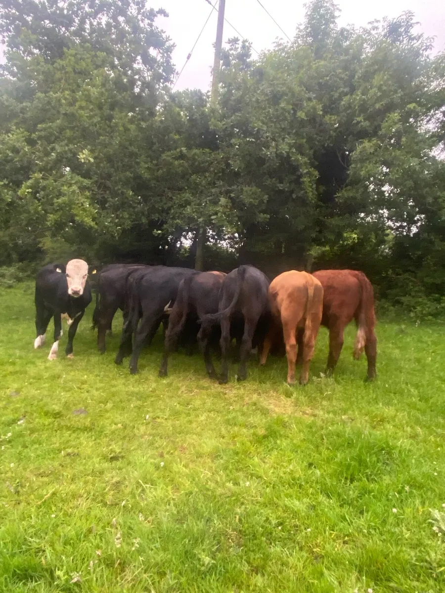 12 store bullocks - Image 1