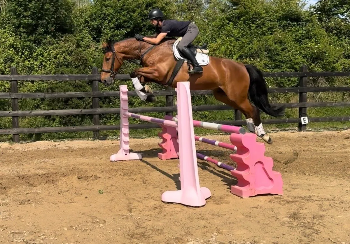 11 yo Belgian warm blood, dream gelding - Image 1