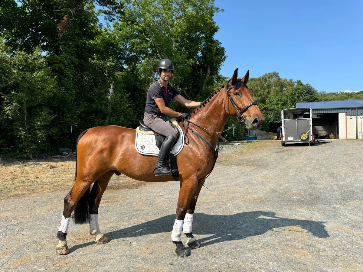11 yo Belgian warm blood, dream gelding - Image 2