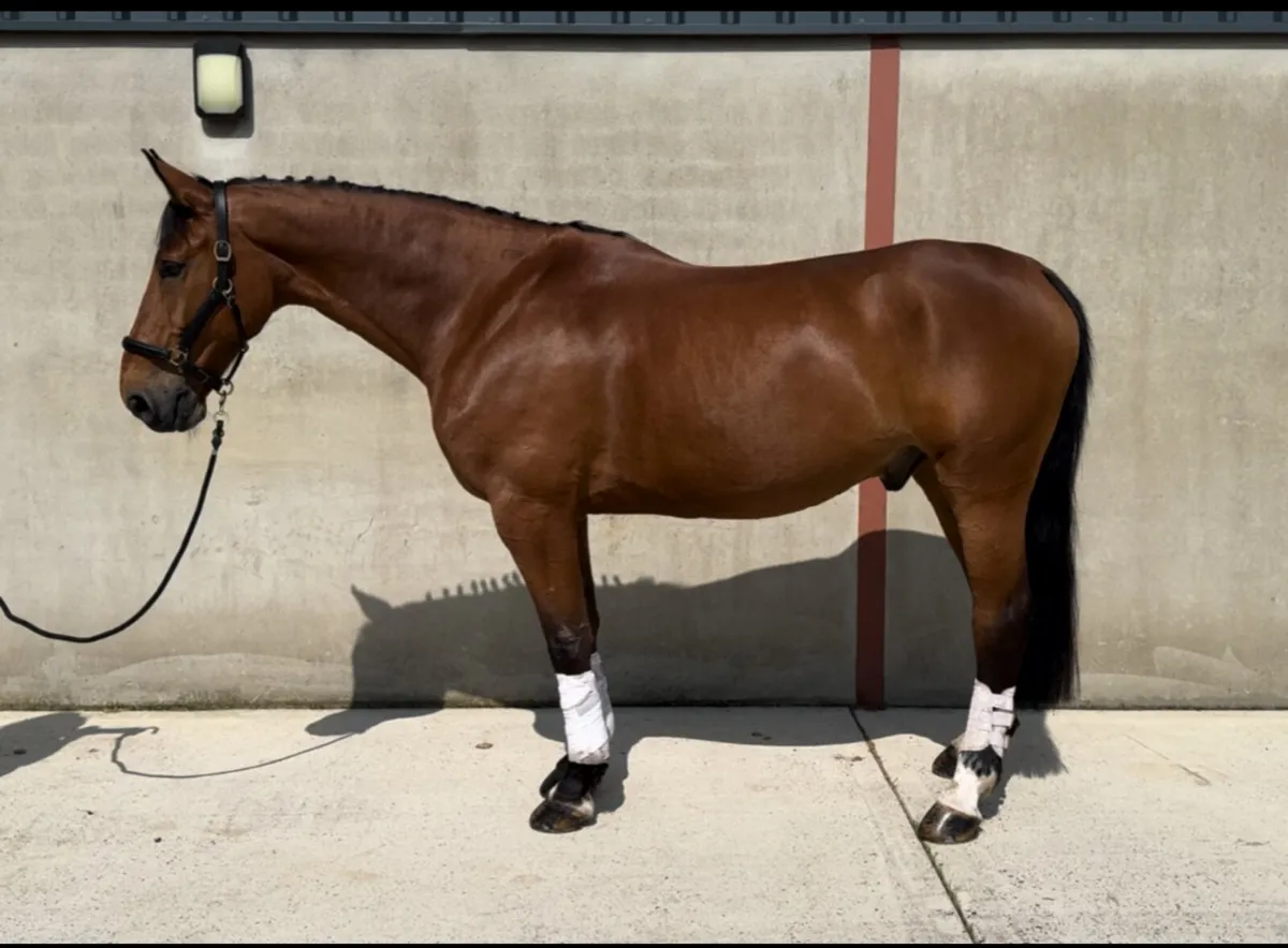 11 yo Belgian warm blood, dream gelding - Image 3
