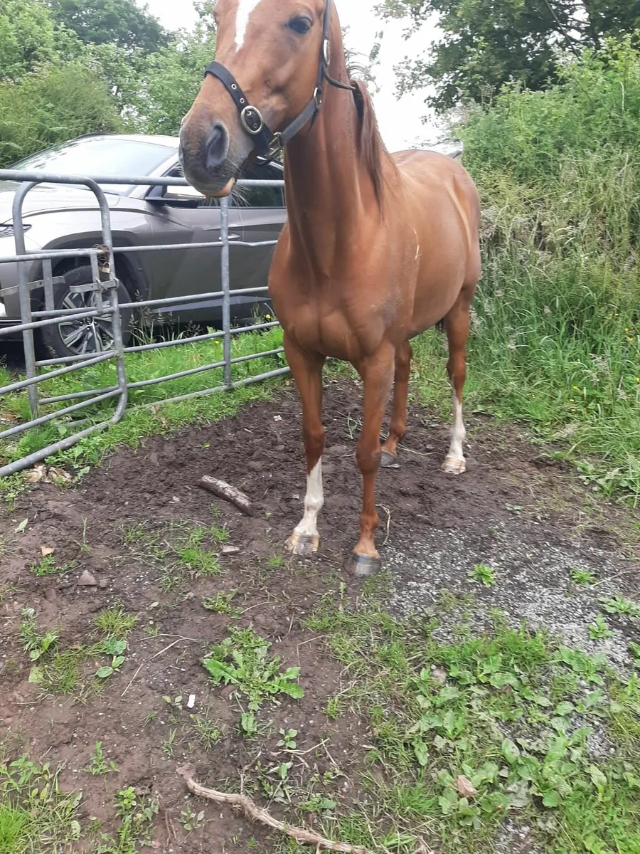 Horse - Image 1