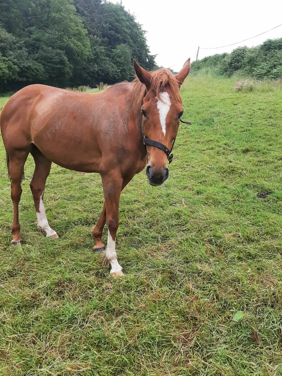 Horse - Image 2