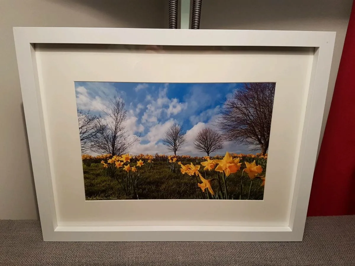 Daffodils in Bloom - Image 3