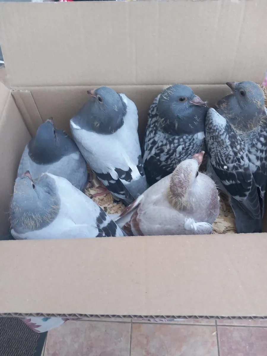 Pigeons - Image 1