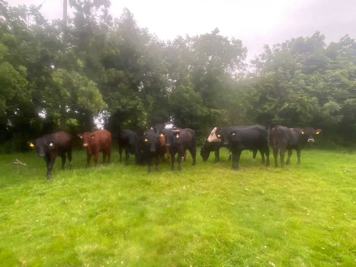 12 store bullocks - Image 2