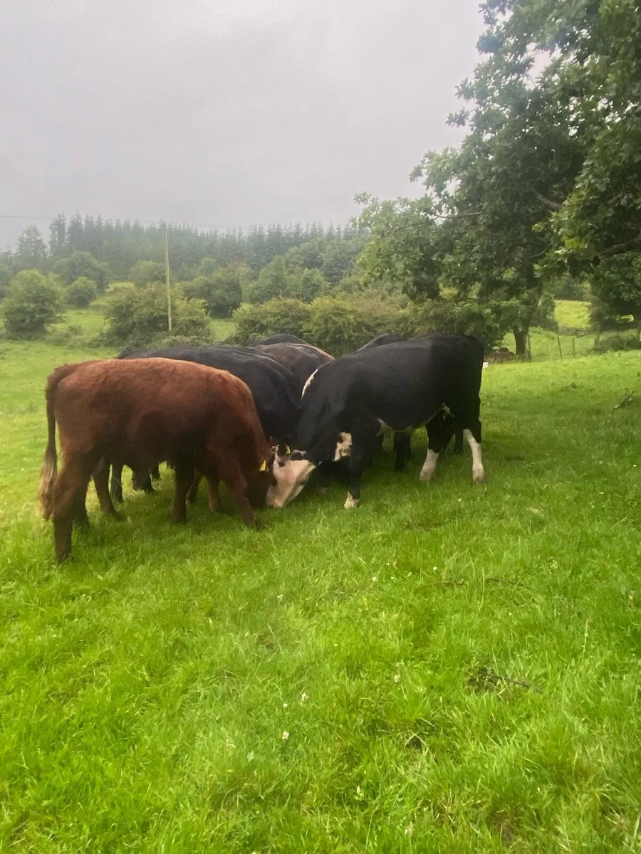 12 store bullocks - Image 3