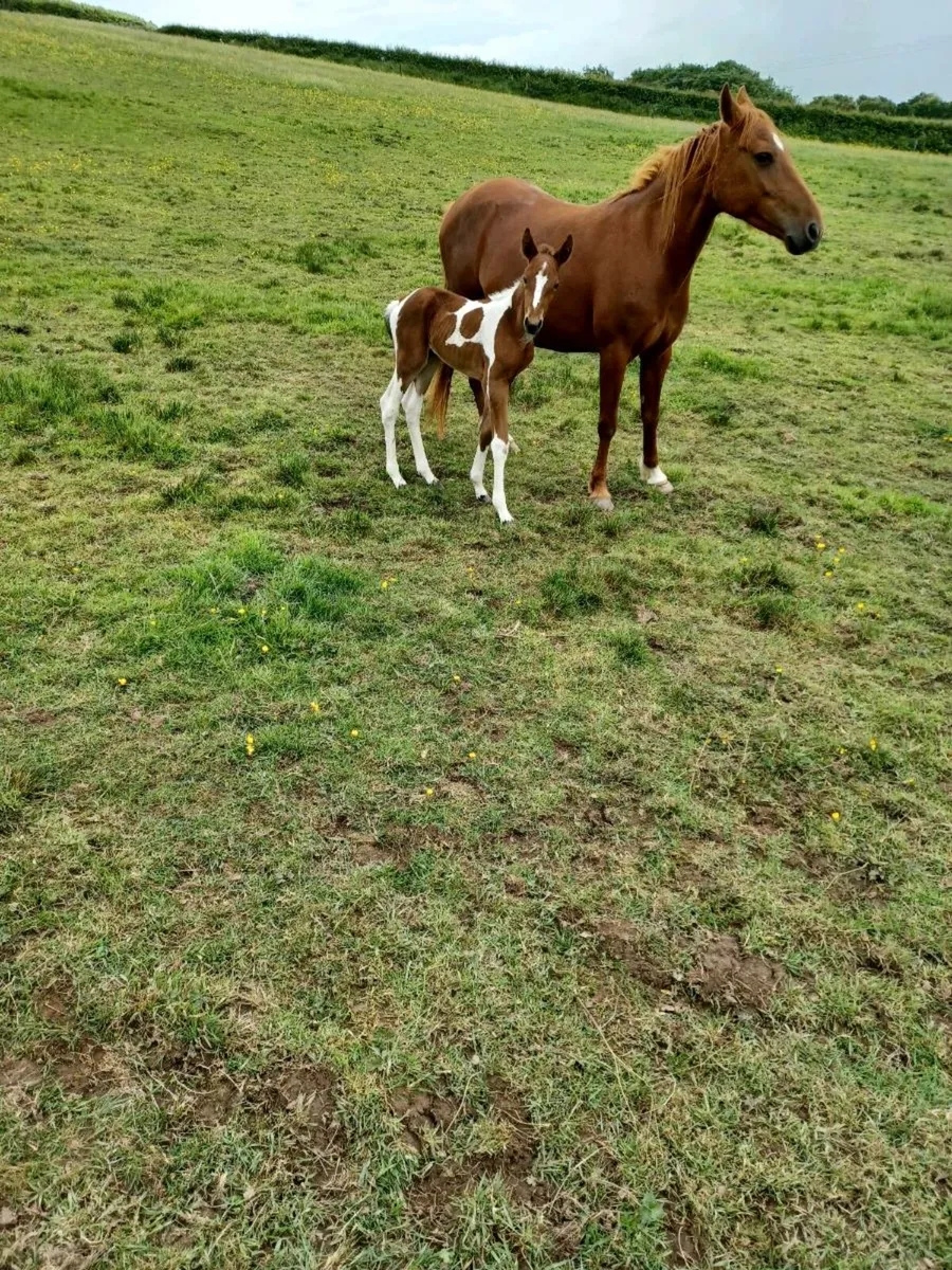 Mare and foal - Image 2