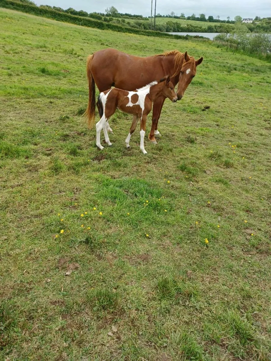 Mare and foal - Image 1