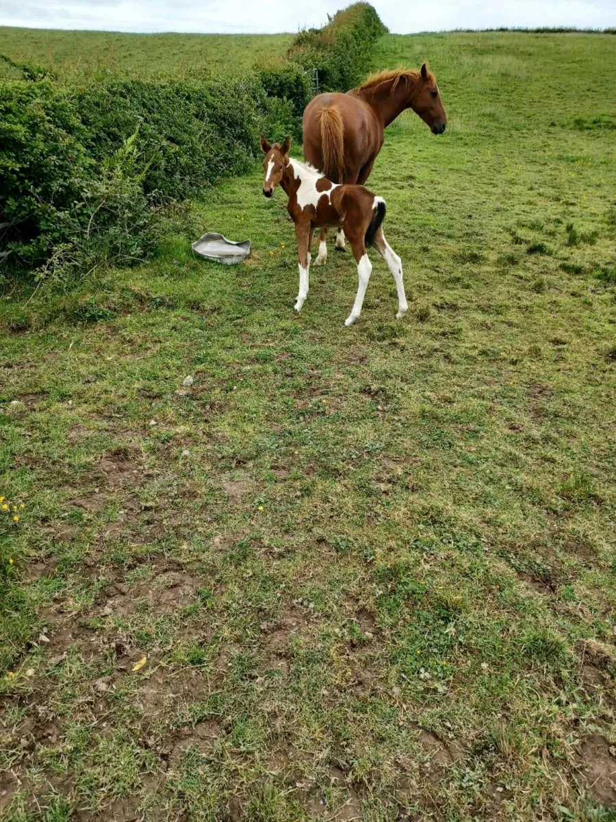 Mare and foal - Image 3