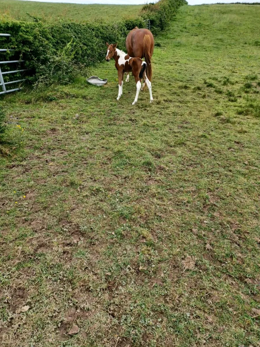 Mare and foal - Image 4