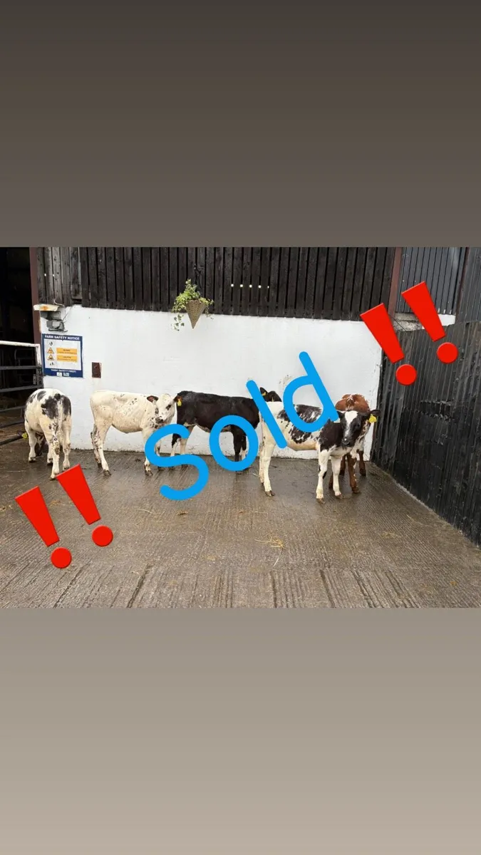 5 Super Continental 4-5 month old Belgian Blue - Image 1
