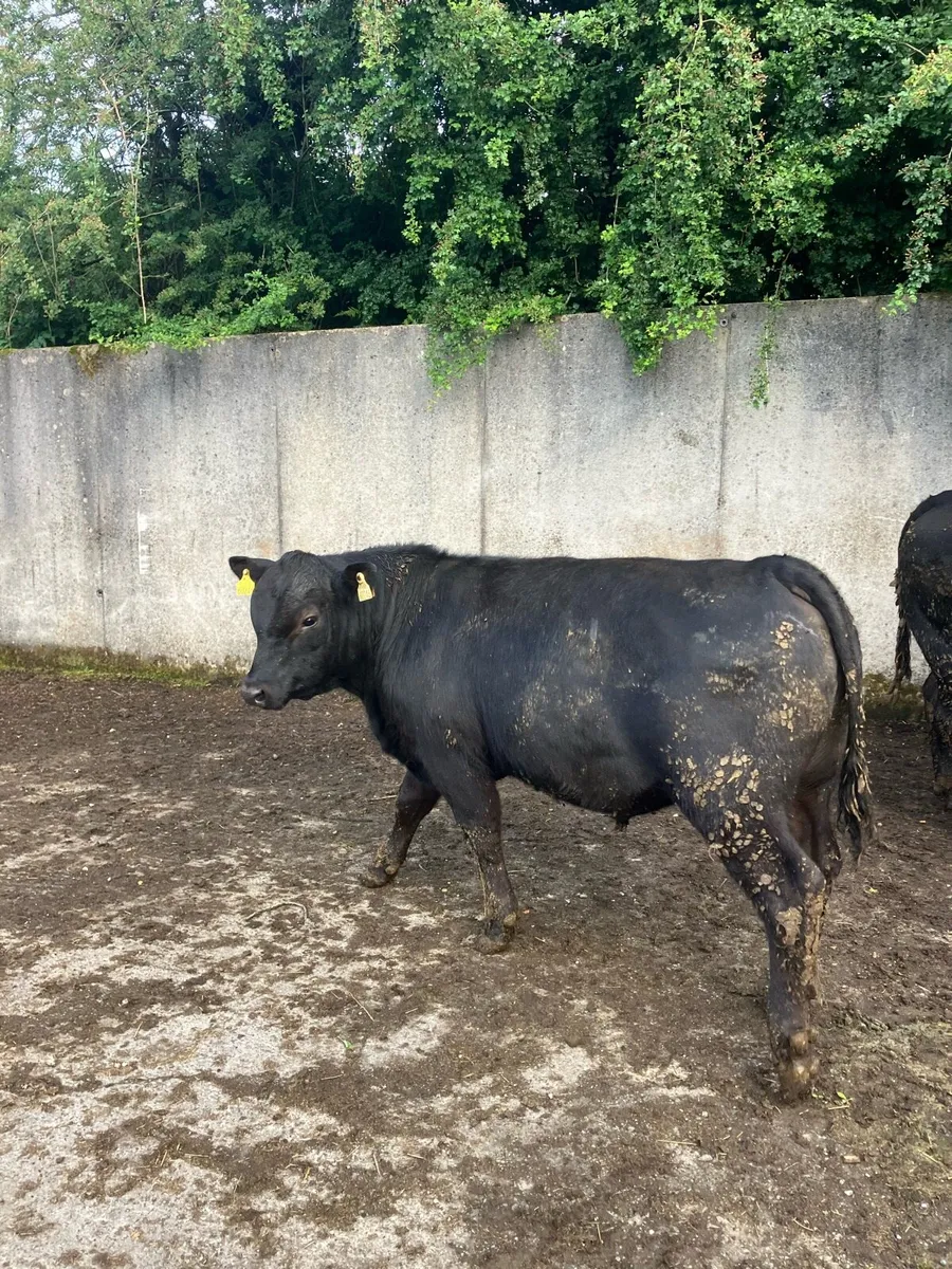Pbr Angus bulls - Image 1