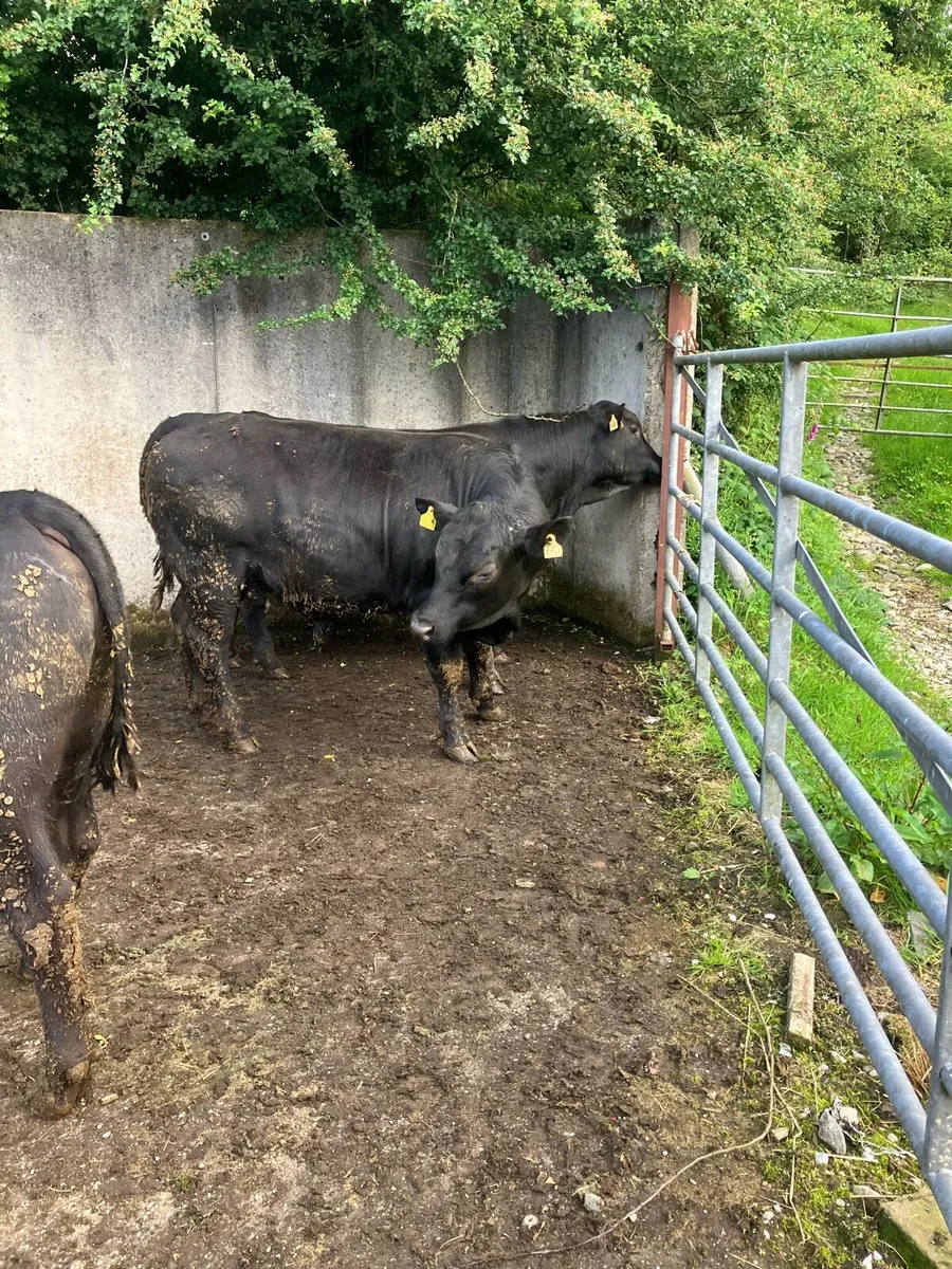 Pbr Angus bulls - Image 2