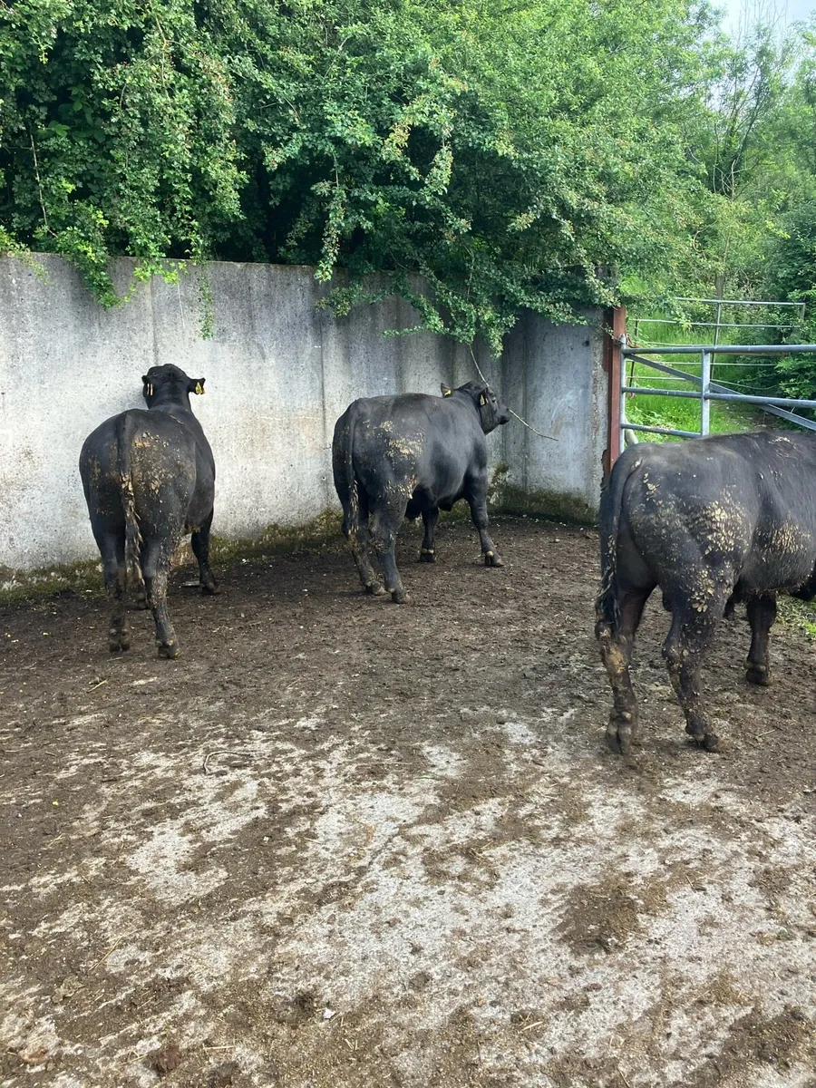 Pbr Angus bulls - Image 3