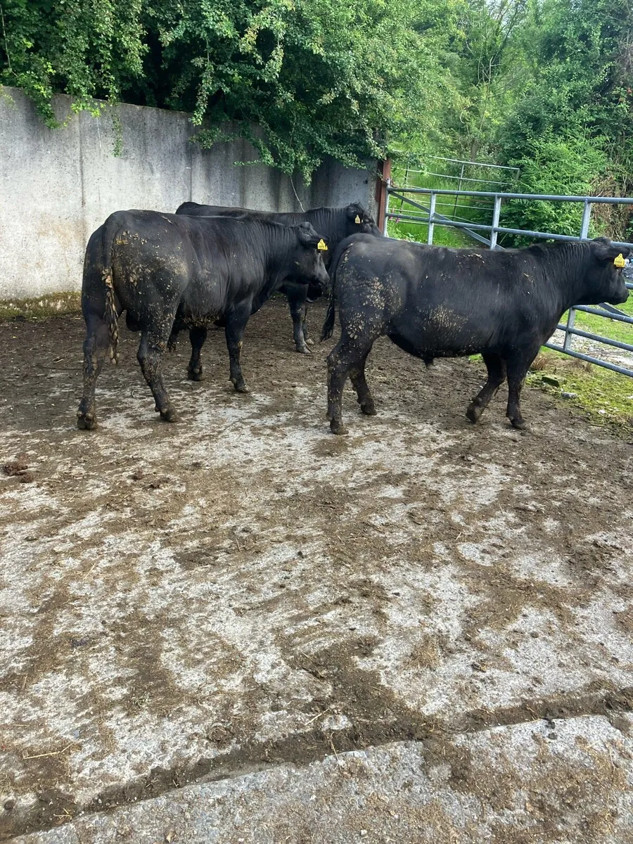 Pbr Angus bulls - Image 4