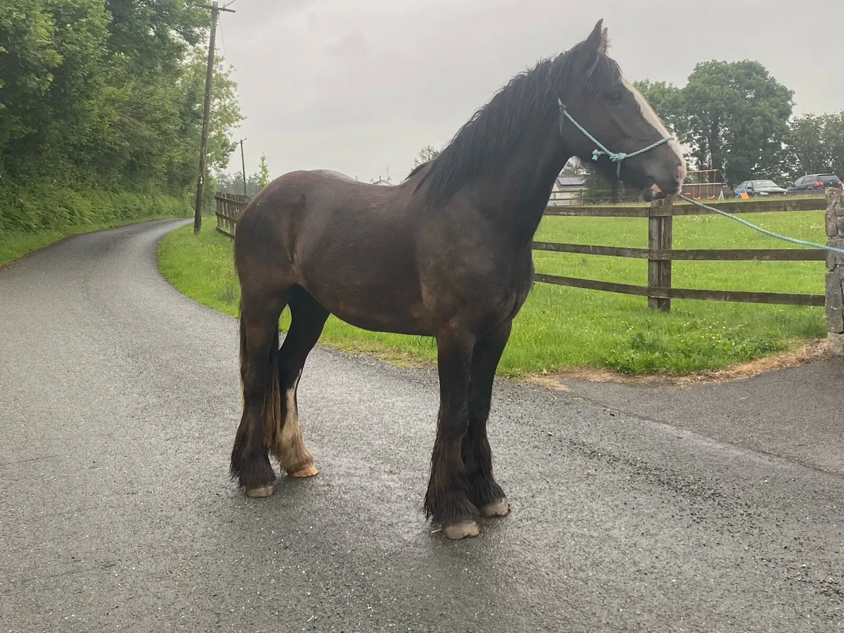 Bay Gelding - Image 1