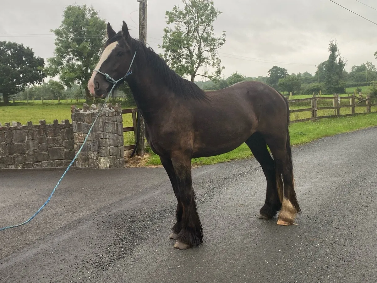 Bay Gelding - Image 2