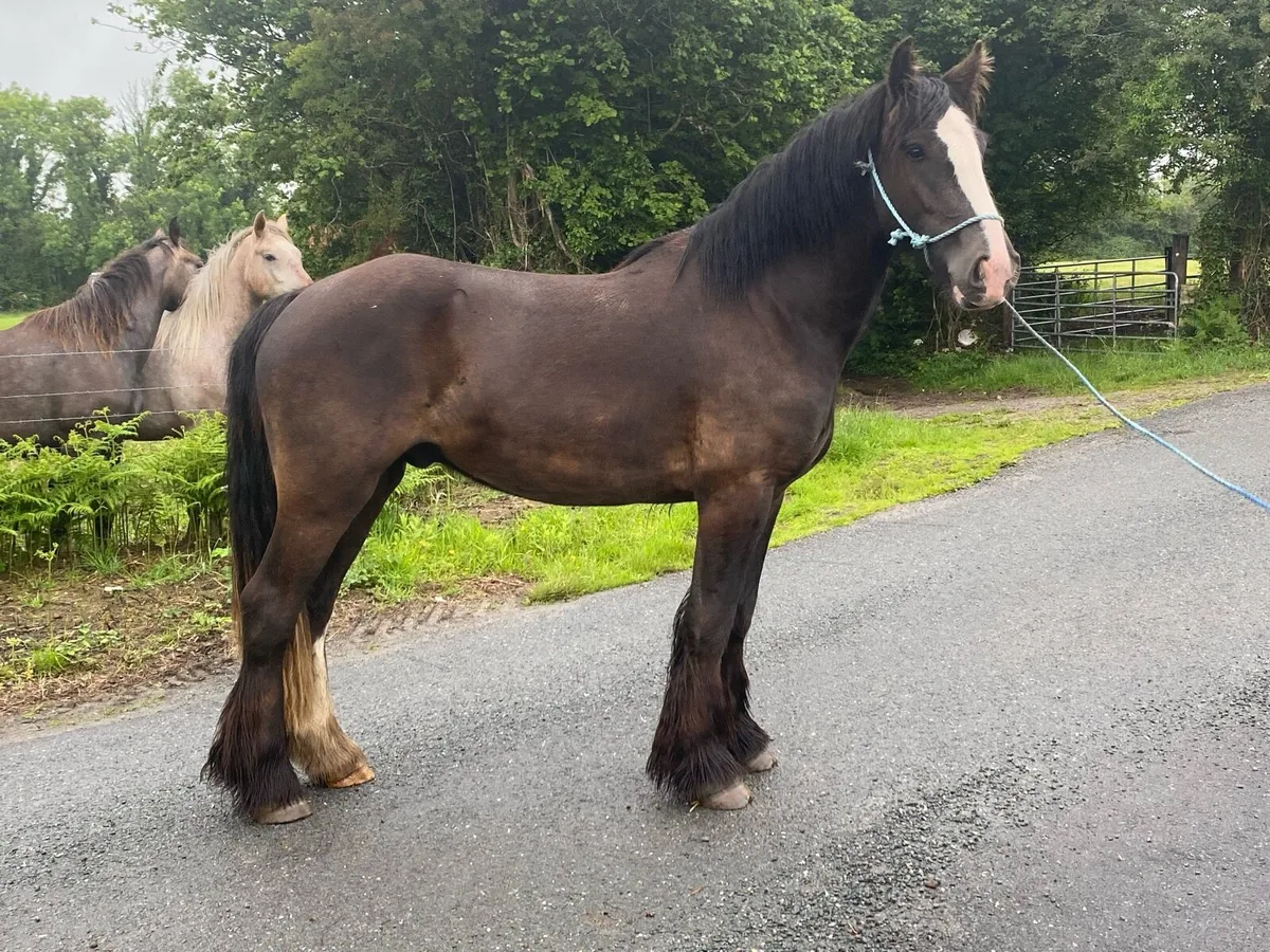 Bay Gelding - Image 3