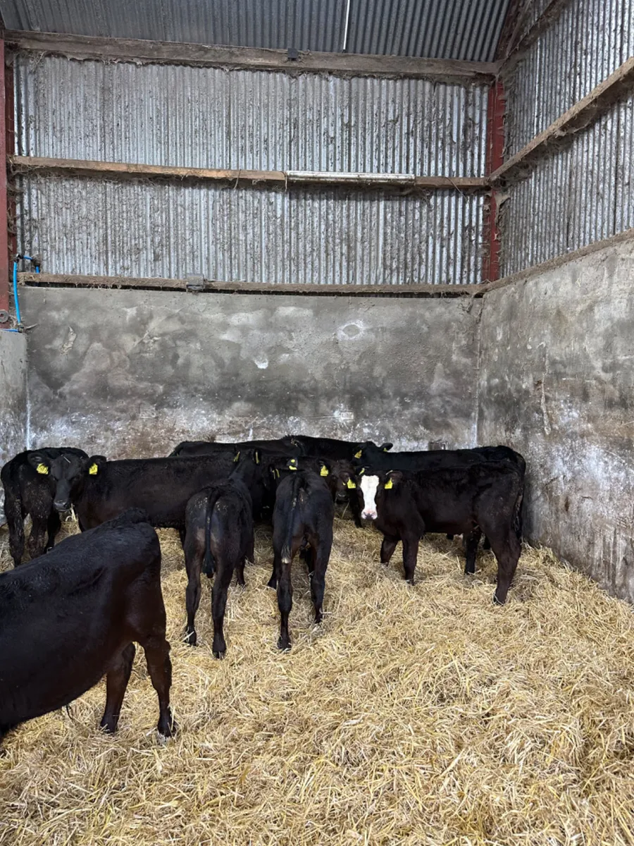 Angus bulls - Image 1