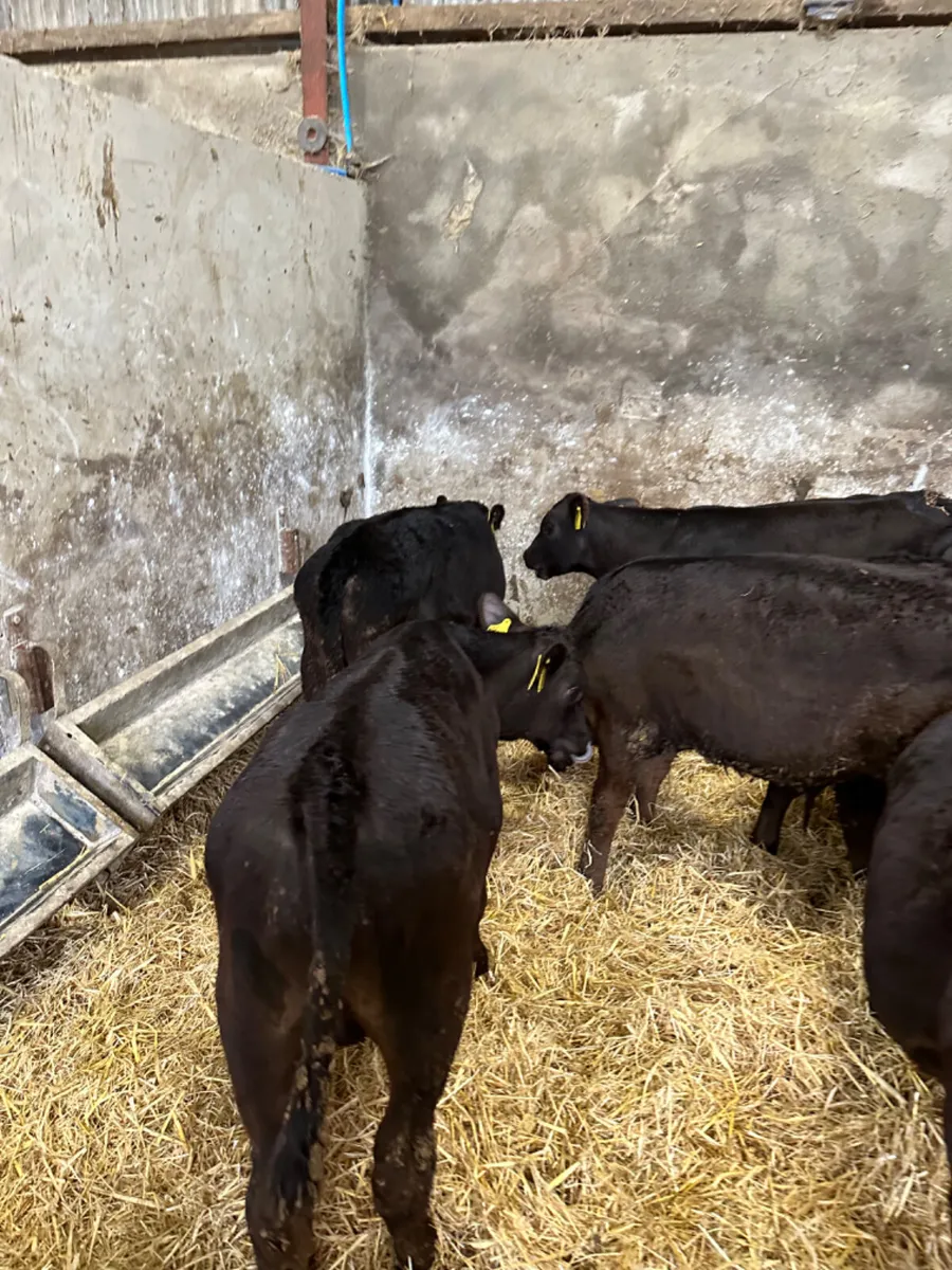 Angus bulls - Image 4