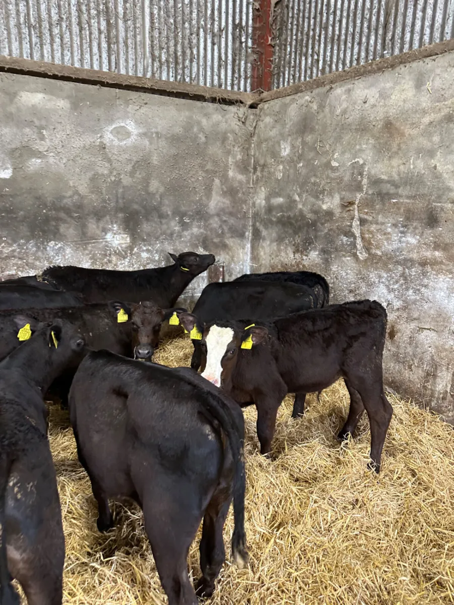 Angus bulls - Image 3