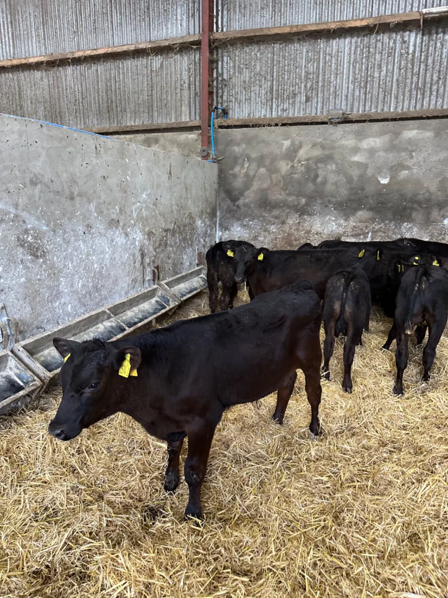 Angus bulls - Image 2