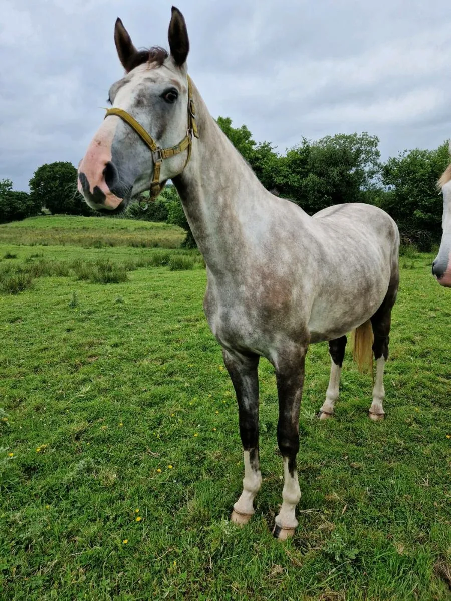 3yr old Gelding/Filly & 2yr old Filly - Image 3