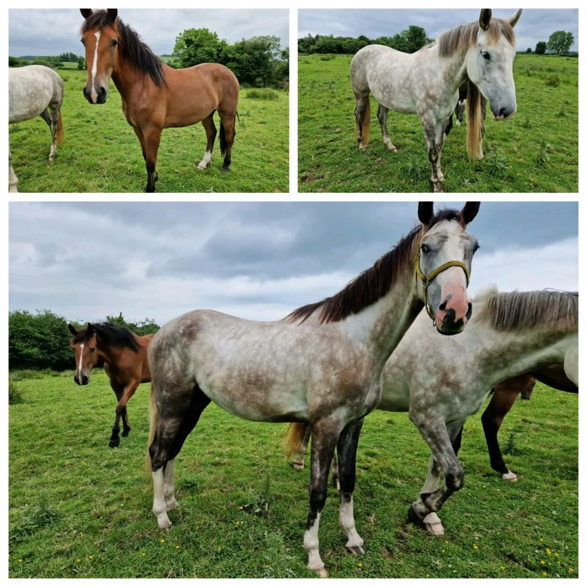3yr old Gelding/Filly & 2yr old Filly - Image 1