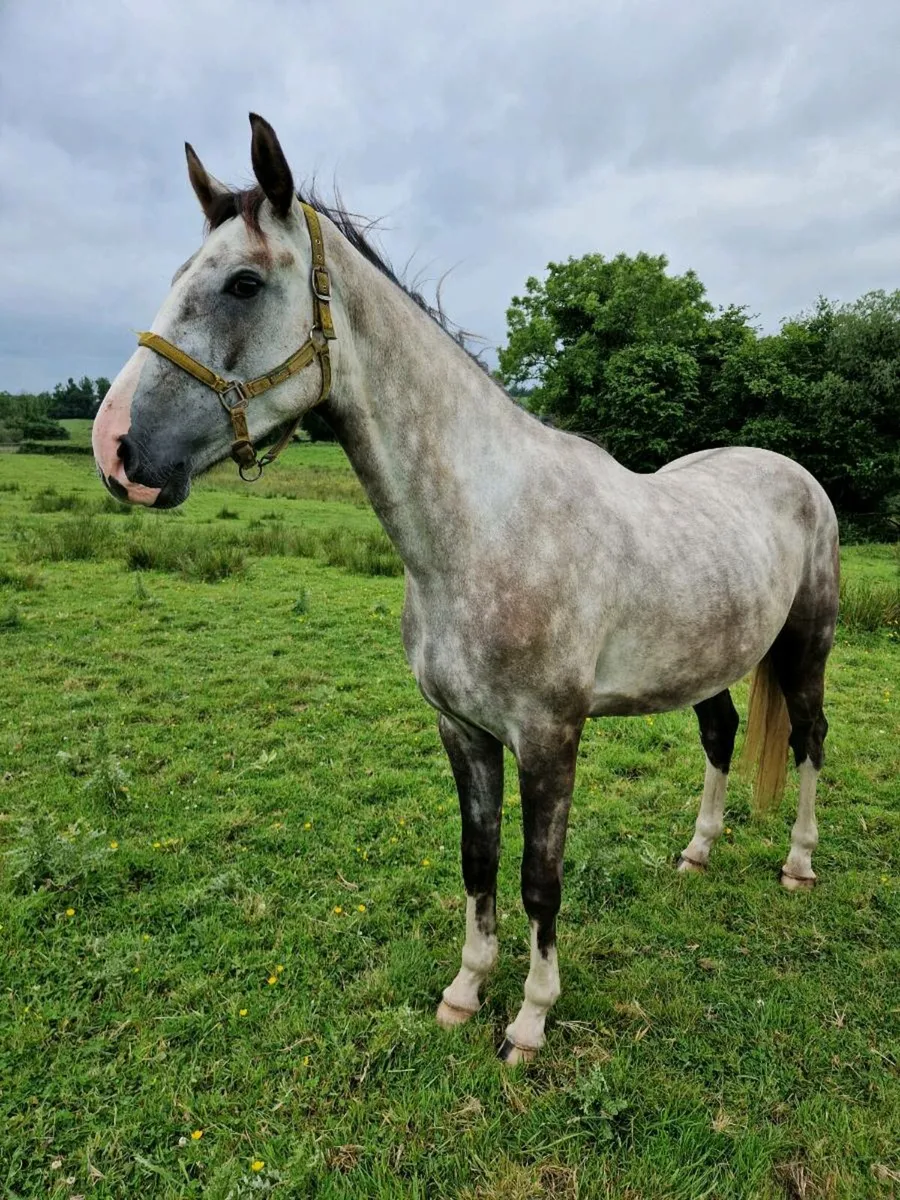3yr old Gelding/Filly & 2yr old Filly - Image 4