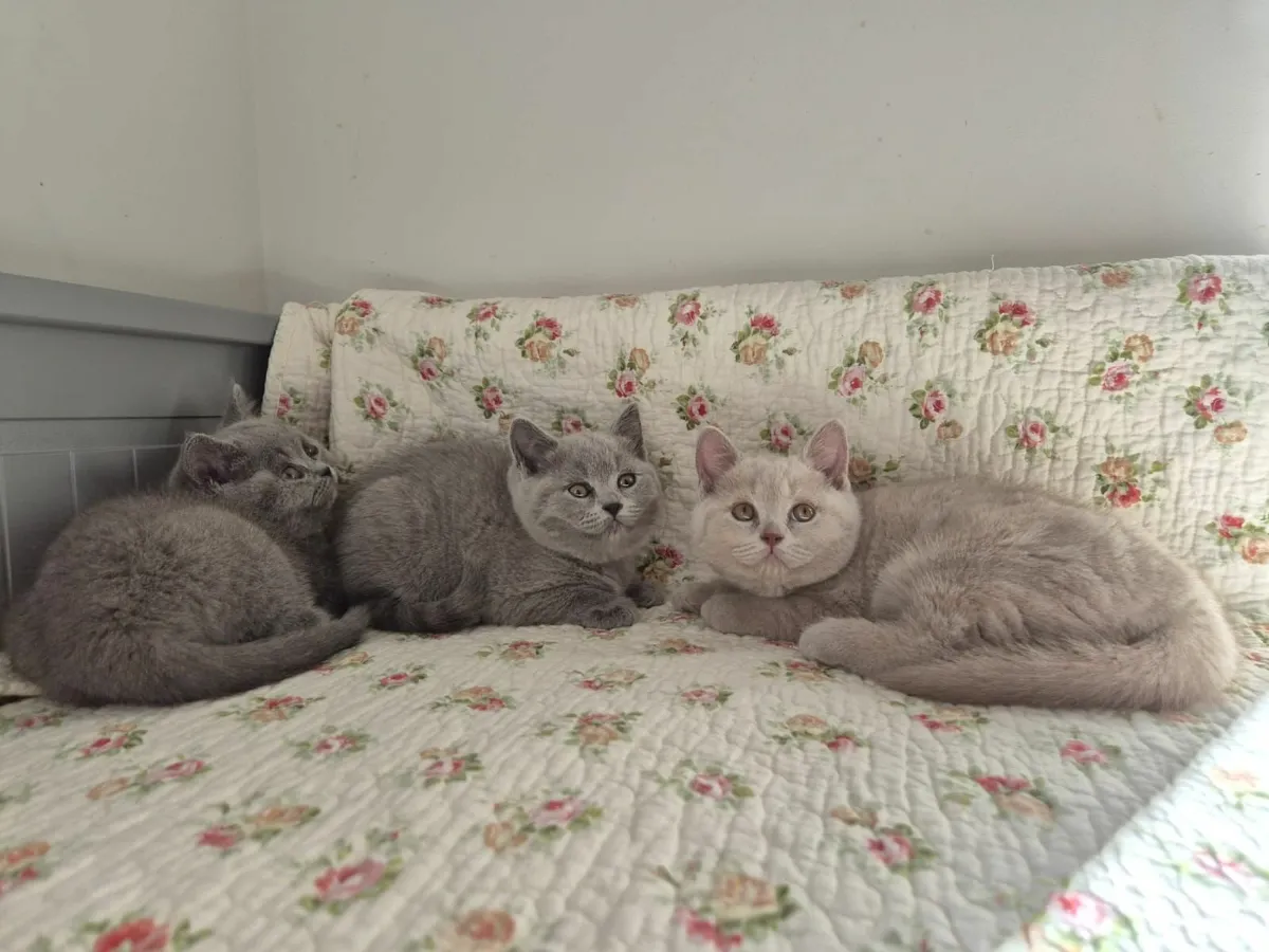 Pedigree British Shorthair Kittens - GCCFI - Image 2