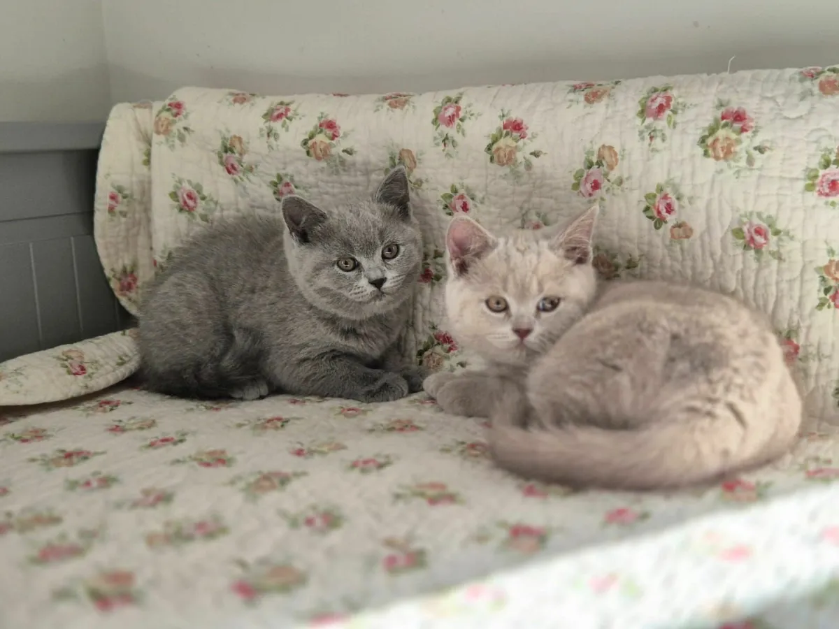 Pedigree British Shorthair Kittens - GCCFI - Image 3