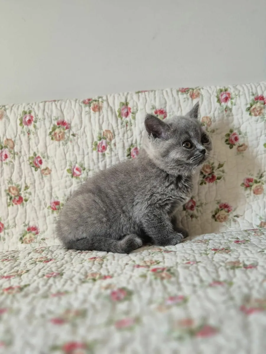Pedigree British Shorthair Kittens - GCCFI - Image 4