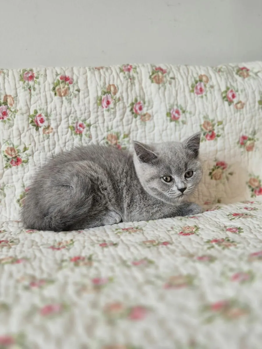 Pedigree Blue British Shorthair Girl- GCCFI - Image 1