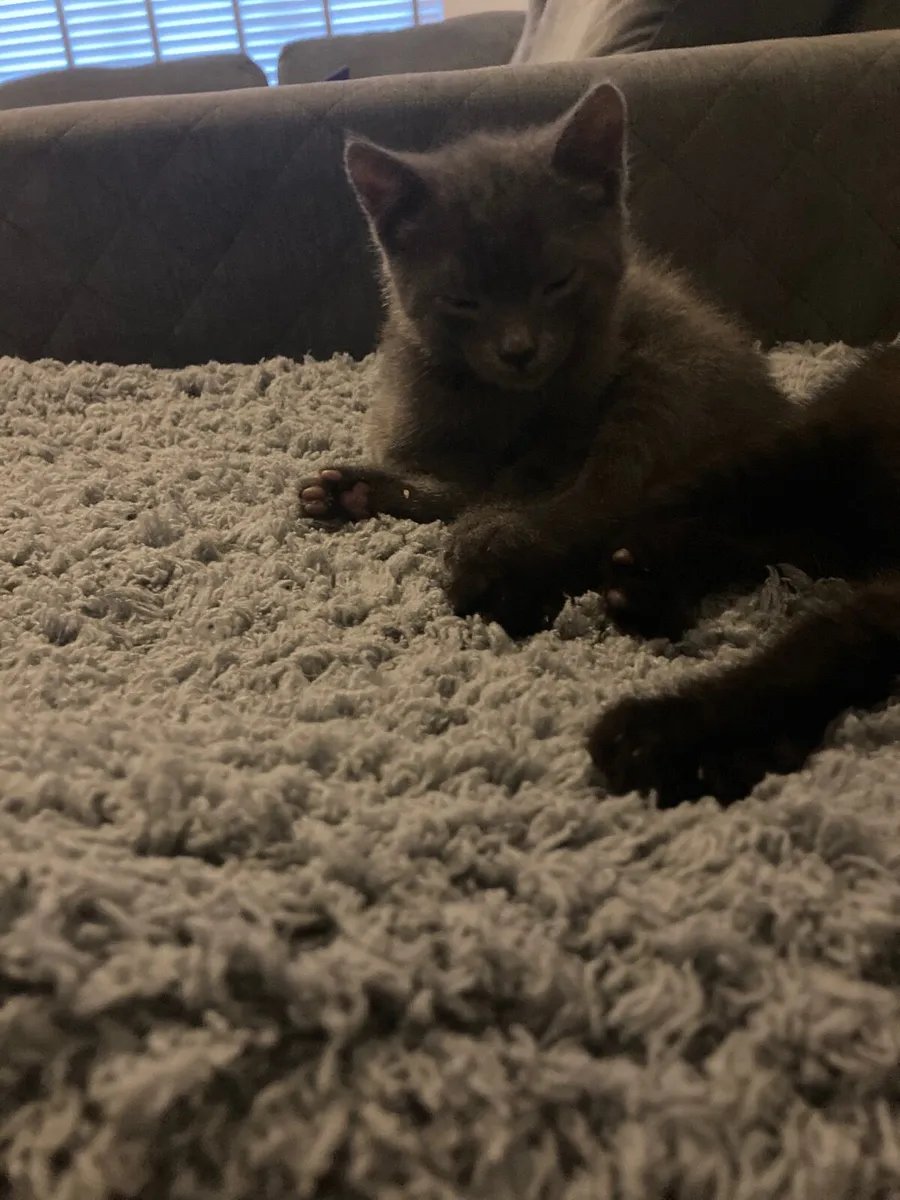 Kittens ***Only Black One Left**** - Image 4