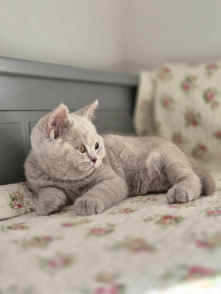 Pedigree Blue British Shorthair Girl- GCCFI - Image 2