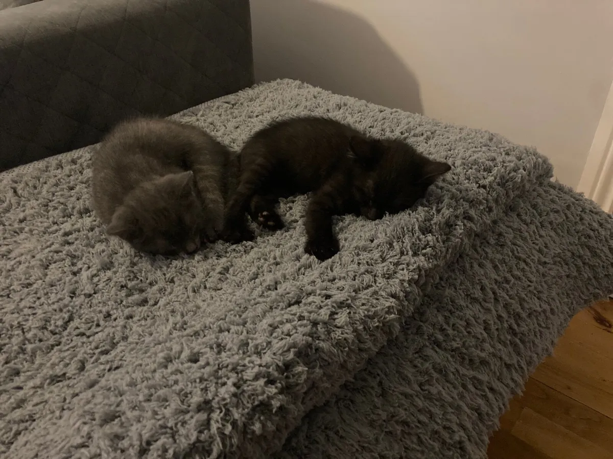 Kittens ***Only Black One Left**** - Image 1